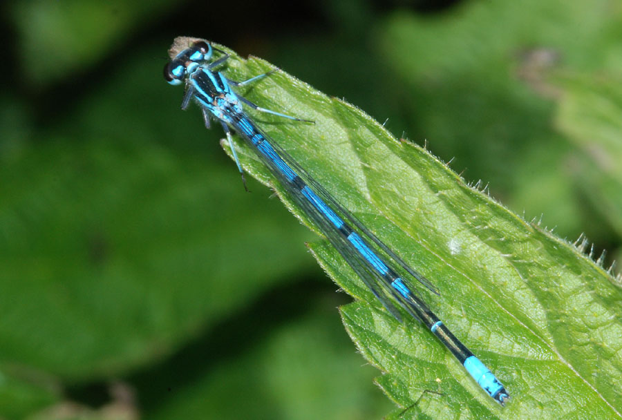 Coenagrion puella?